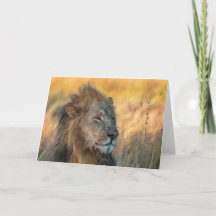 Roi de la Jungle, Botswana