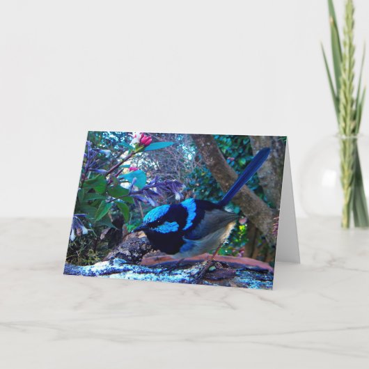 Carte Roitelet féerique superbe bleu, oiseau australien (Devant)