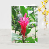 Carte Rojo de Jengibre (gingembre rouge) (Fleur jaune)