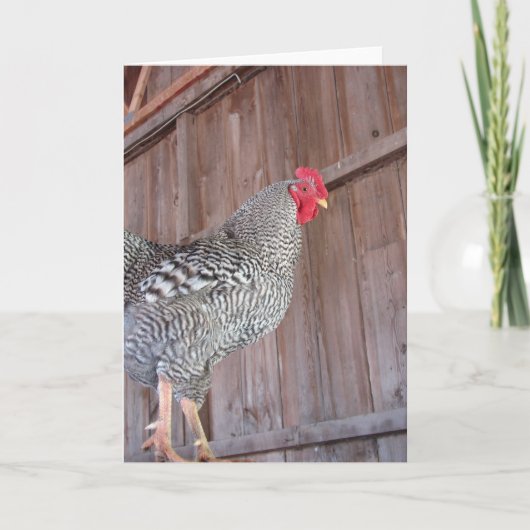 Carte Rooster de rock bardé dans une vieille grange (Devant)