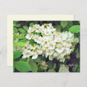 Carte Rosa multiflora［Flat Card］ (Devant / Derrière)