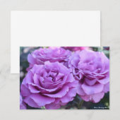 Carte Rosa Shocking Blue (Devant / Derrière)