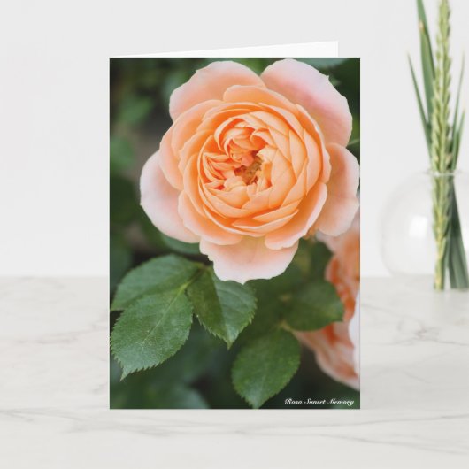 Carte Rosa Sunset Memory:Greeting card (Devant)
