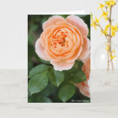 Carte Rosa Sunset Memory:Greeting card (Fleur jaune)