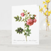 Carte Rosa virginiana plena (Fleur jaune)