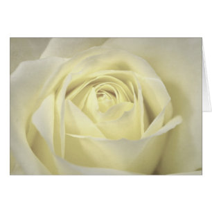 Carte Rose à la crème élégante