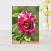 Carte Rose à rayures rose foncé et blanc (Fleur jaune)