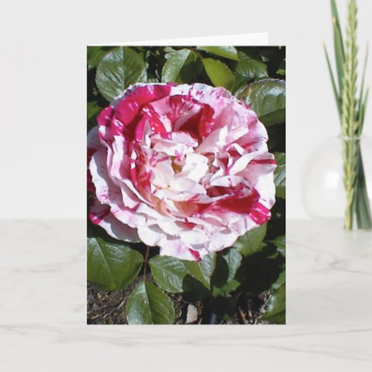 Carte Rose à rayures rouge et blanc (Devant)