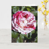 Carte Rose à rayures rouge et blanc (Fleur jaune)