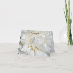 Carte Rose anglaise blanche en gros plan