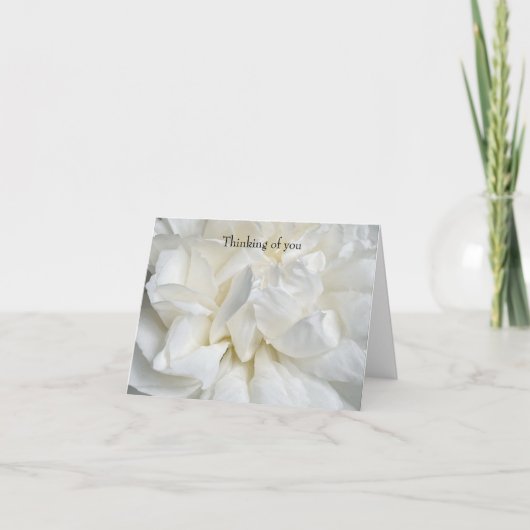 Carte Rose anglaise blanche en gros plan (Devant)