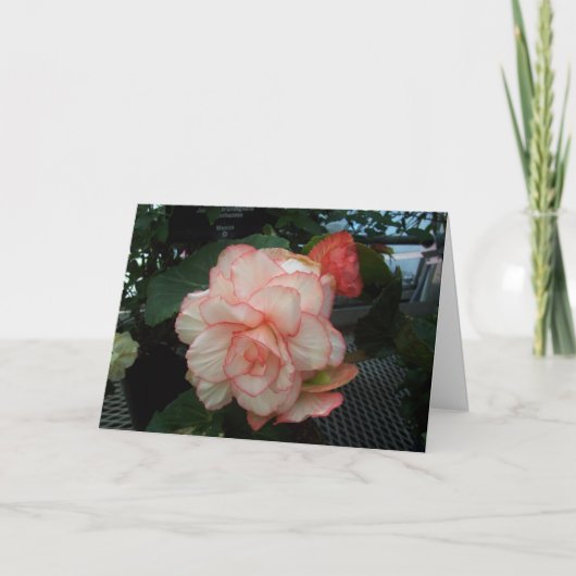Carte Rose blanc avec le bord rose (Devant)