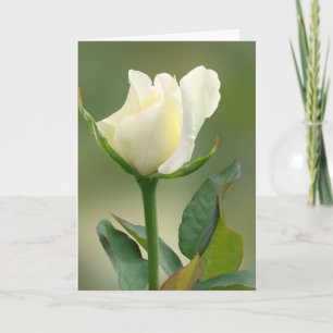 Carte Rose blanche