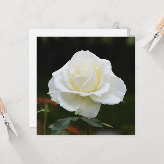 Carte Rose blanche (Devant/Arrière en situation)