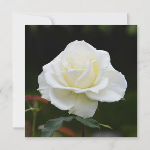 Carte Rose blanche