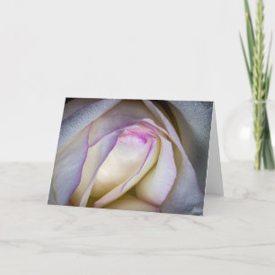 Carte Rose blanche et rose à la mâchoire