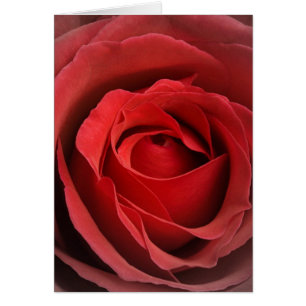 Carte rose d'amour