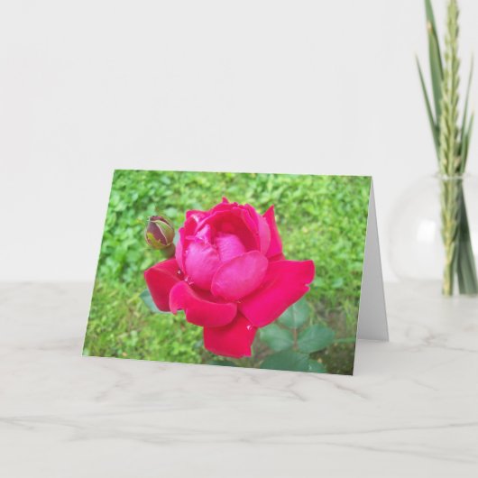 Carte Rose dans Bloom (Devant)