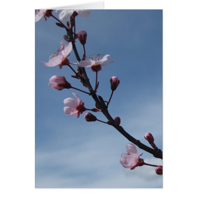Carte rose d'arbre fleurissant de fleurs de (Devant)
