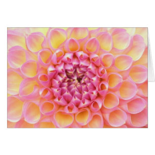 Carte rose de dahlia