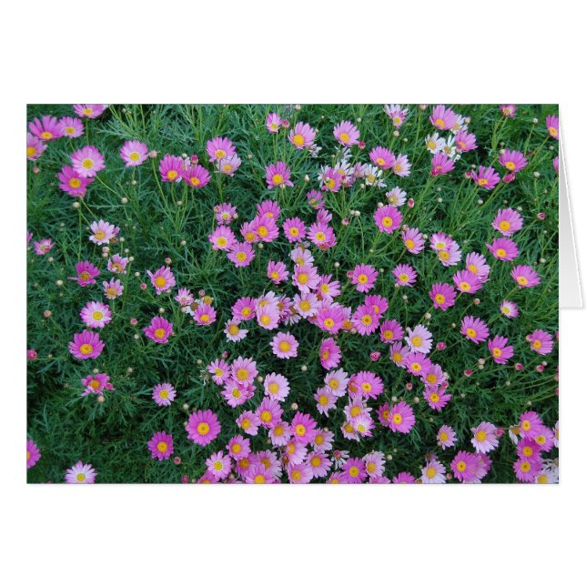 Carte rose de fleur (Devant horizontal)