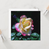 Carte Rose de jardin de la Saint-Jean (Devant/Arrière en situation)