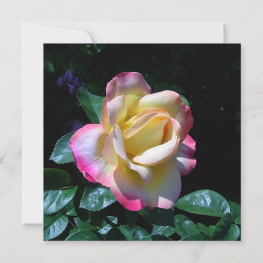 Carte Rose de jardin de la Saint-Jean (Devant)