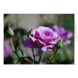 Carte rose de lavande