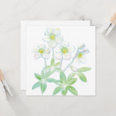 Carte rose de Noël, Helleborus niger (Devant/Arrière en situation)
