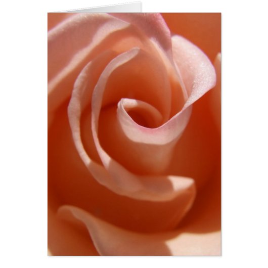 Carte Rose de pêche (Devant)