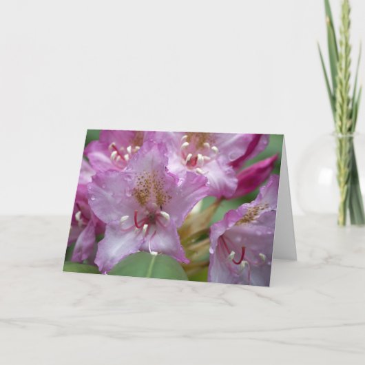 Carte rose de Rhody (Devant)