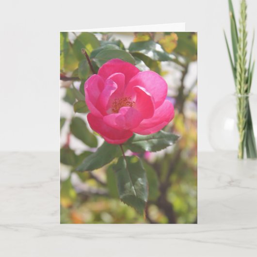 Carte Rose de rose - amitié spéciale (Devant)