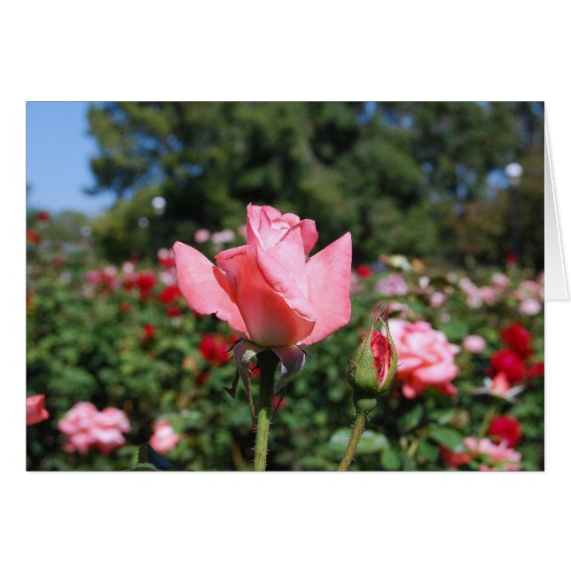 Carte rose de roses (Devant horizontal)
