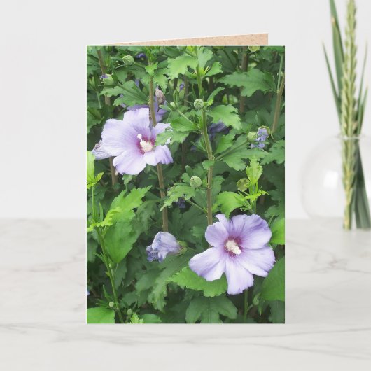 Carte Rose de Sharon Hibiscus Flowers (Devant)