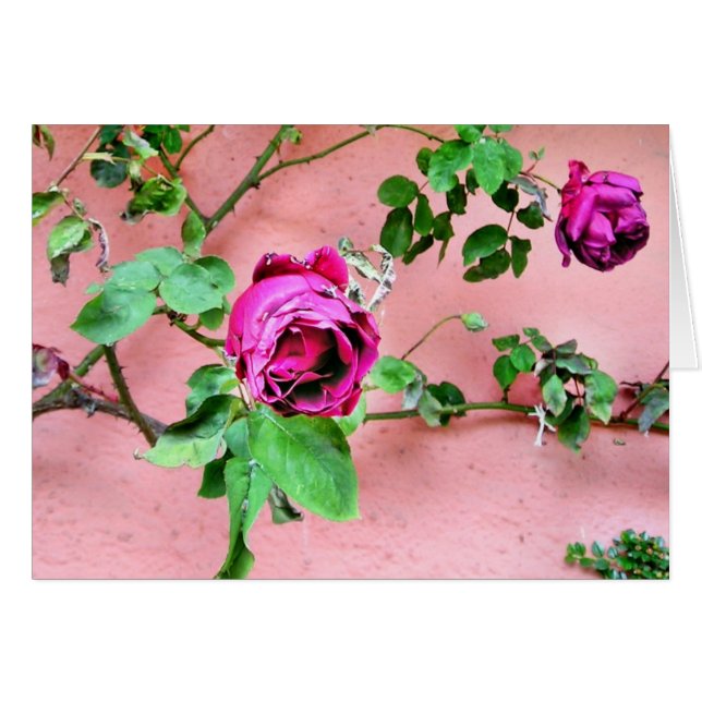 Carte rose d'Irlandais sauvage (Devant horizontal)