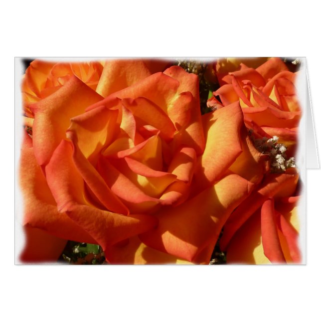 Carte rose d'orange (Devant horizontal)