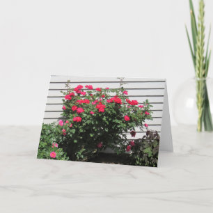 Carte Rose du cardinal rouge