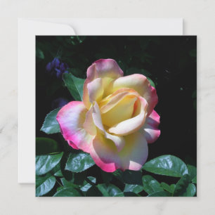 Carte Rose du jardin du milieu d'été