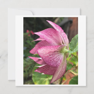 Carte Rose Hellebore / Noël