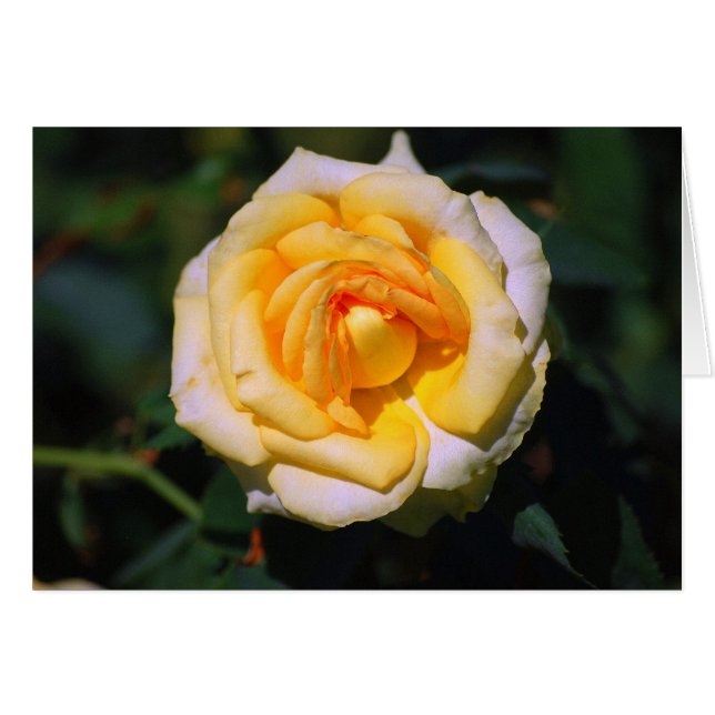 Carte Rose jaune (Devant horizontal)