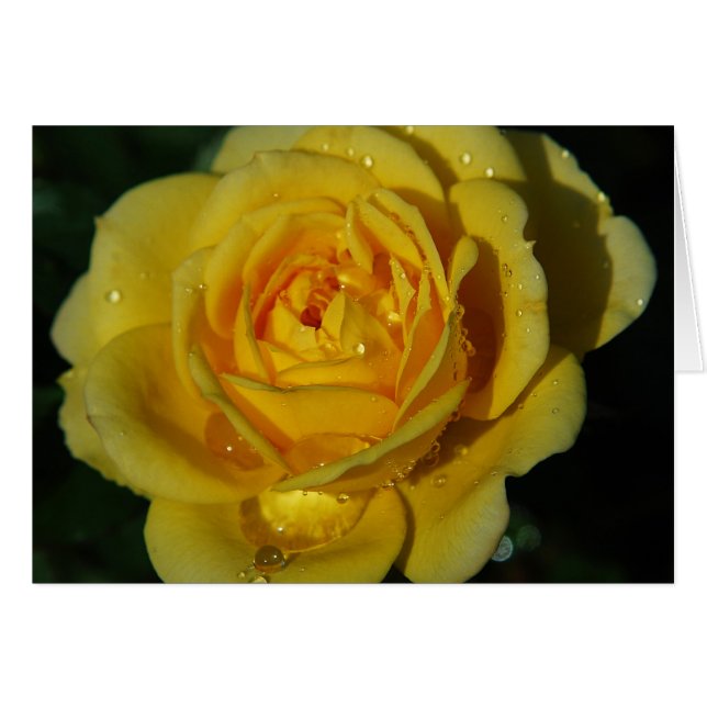 Carte Rose jaune (Devant horizontal)