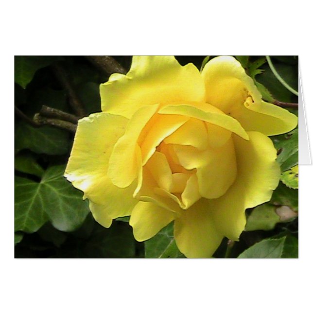 Carte Rose jaune (Devant Horizontal)