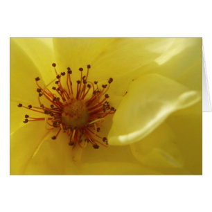 Carte Rose jaune