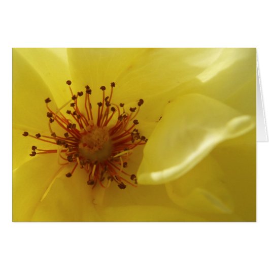 Carte Rose jaune (Devant horizontal)