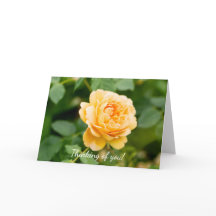 Rose Jaune Orange Pensant À Vous