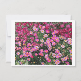 Carte Rose marguerite