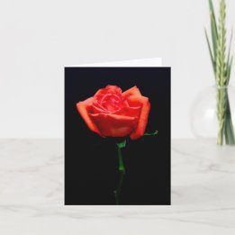 Carte Rose Orange Douce