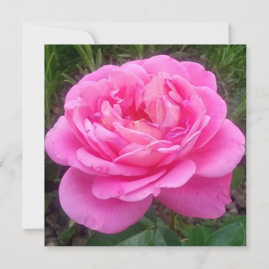 Carte Rose romantique 'Léonard de Vinci' (Devant)
