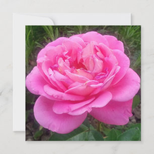 Carte Rose romantique 'Léonard de Vinci'