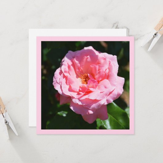 Carte Rose rose (Devant/Arrière en situation)